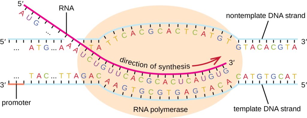Diagram of a transcription bubble Parent double helix strands are melted apart to form a "bubble" of single stranded DNA in the middle of the image. The contemplate strand is on the top and the template strand is on the bottom. An RNA molecule is shown in the process of being transcribed. The 3' end is paired with the bottom strand of the transcription bubble, but the 5' end extends outward from the bubble and is unpaired.