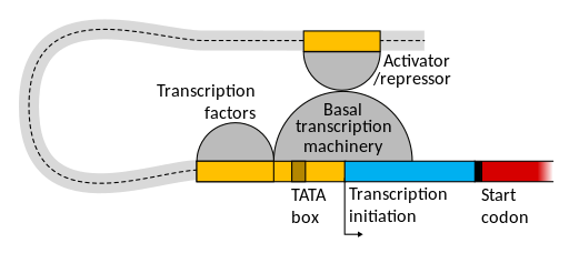 Diagram of DNA looping around and held in place by activators/repressors interacting with the basal transcription machinery.