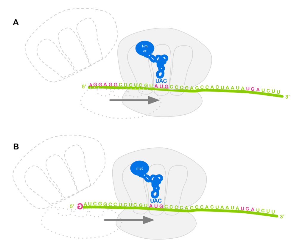Diagram of translation initiation in prokaryotes (depending on ribosome binding site) and eukaryotes (dependent on the 5' cap).