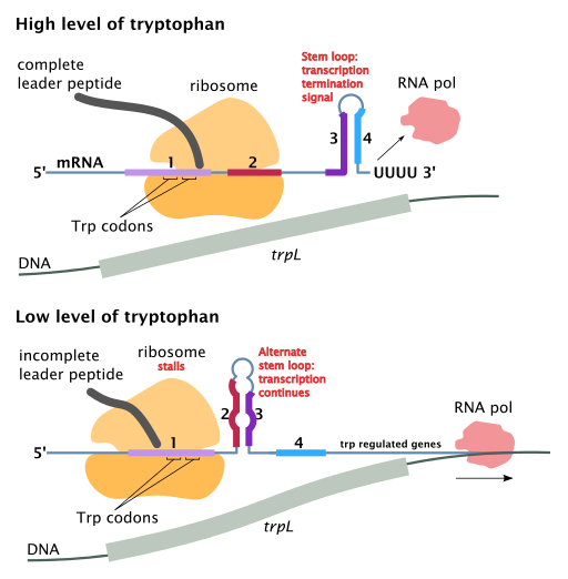Diagram showing the structure of the top attenuator under conditions of high tryptophan (top) and low tryptophan (bottom). With high level of tryptophan, a transcriptional terminator forms and transcription terminates before the whole operon can be transcribed. With low level of tryptophan, the terminator does not form and transcription continues through the whole operon.