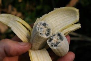 A photograph of a banana with large black seeds