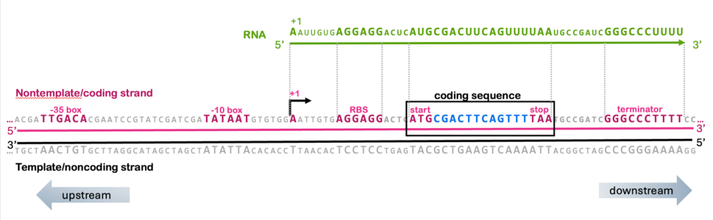 Diagram of a prokaryotic gene, with RNA sequence, nontemplate/coding sequence, and template/noncoding sequence shown. The consensus sequences for -35, -10, +1, RBS, start, stop, and terminator are highlighted in the nontemplate/coding sequence.