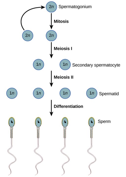 Left: Diagram of spermatogenesis, the meiotic divisions that lead to sperm production. Right: Diagram of oogenesis.