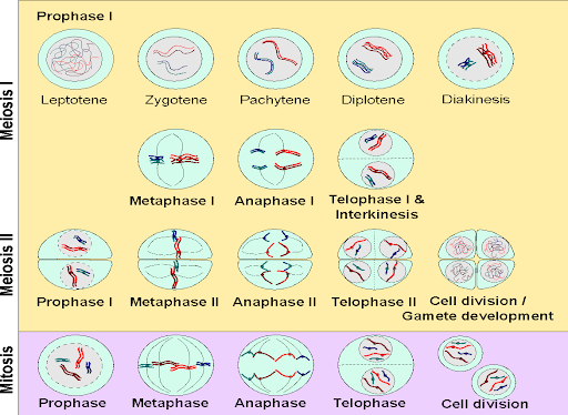 Diagram of the stages of meiosis, with 2n = 4 chromosomes drawn. Leptotene, Zygotene, Pachytene, Diplotene, and Diakinesis stages of Prophase I are shown. These are followed by metaphase, anaphase, telophase and interkinesis, prophase II, metaphase II, anaphase II, telophase II, and cell division/gamete development.