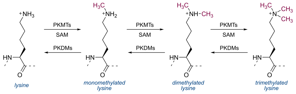 Diagram depicting methylated DNA undergoing replication, with daughter double helices only methylated on one strand. Maintenance methylation methylates the new daughter strand to match the methylation on the parent strand in the double helix.