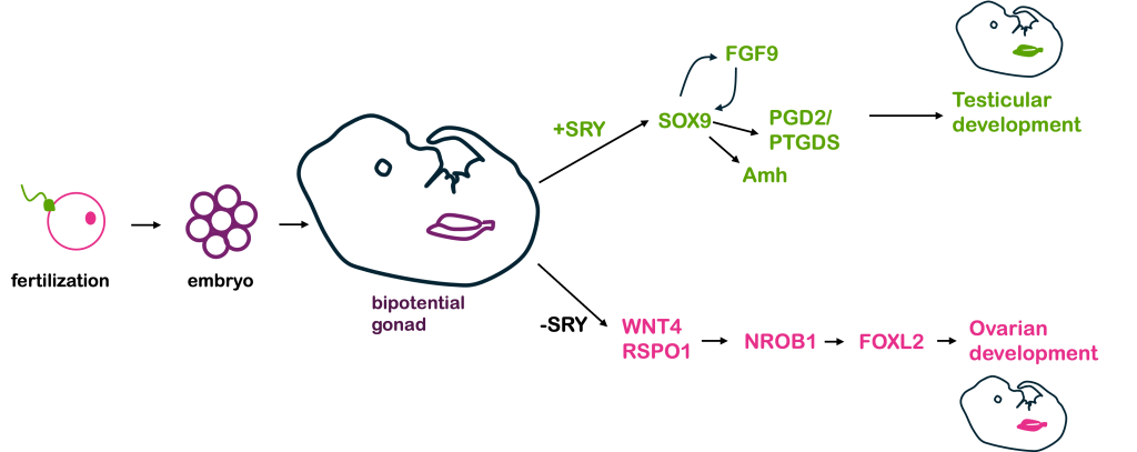 Diagram of genes involved in sex differentiation during embryonic development. In embryos with the SRY gene, the SRY gene activates SOX9, which in turn activates FGF9, PGD2/PTGDS. and Amh, among others, which leads to testicular development. In the absence of SRY, WNT4 and RSPO1 activate FOXL2 and other genes, which leads to ovarian development.