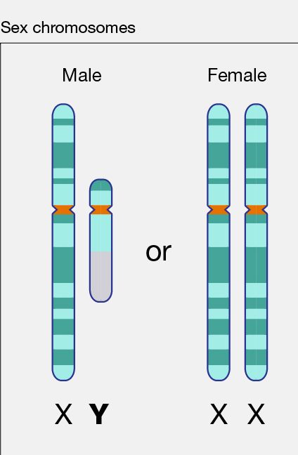 diagram of the Y Chromosome