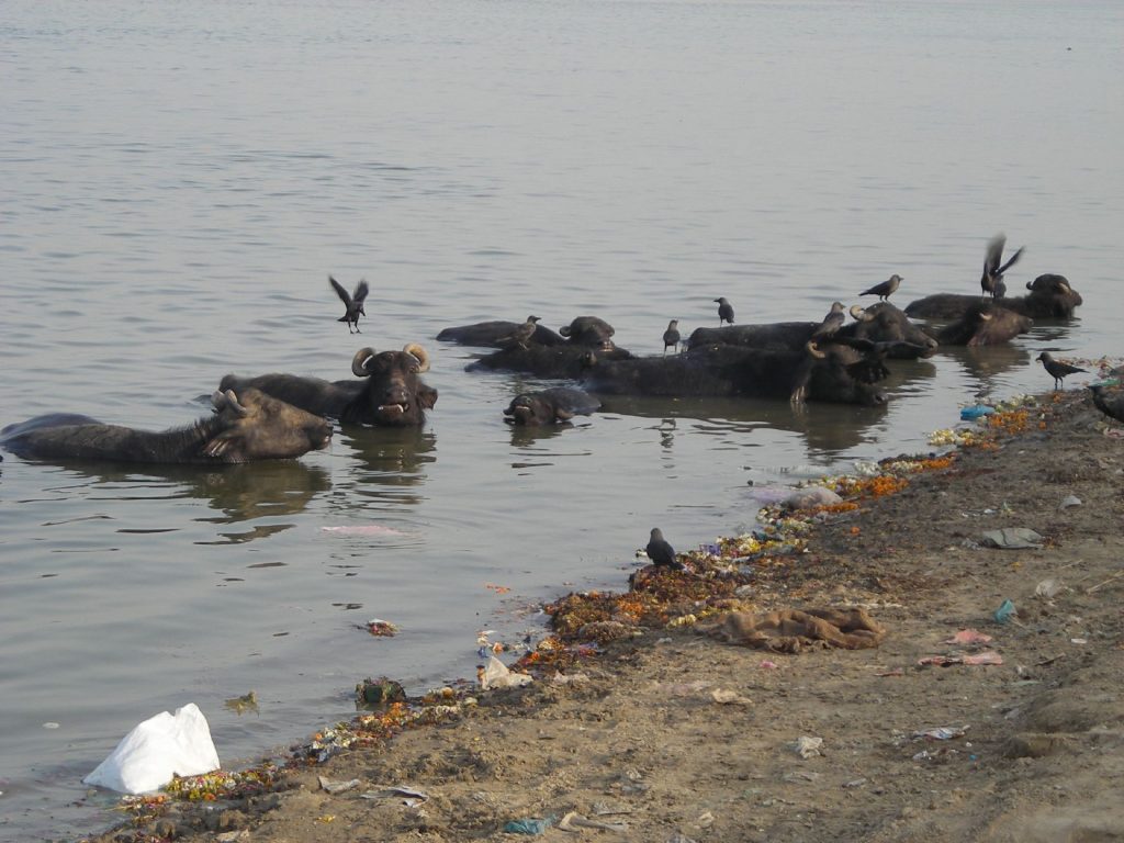 The images shows herd of cattles taking bath in river Ganges with the pollution and waste collected on the bank.