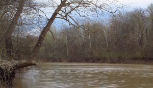 photo from a river bank with trees during winter