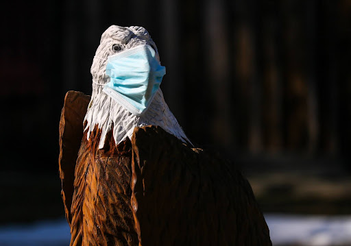 image of statue of a bald eagle with a blue COVID mask on