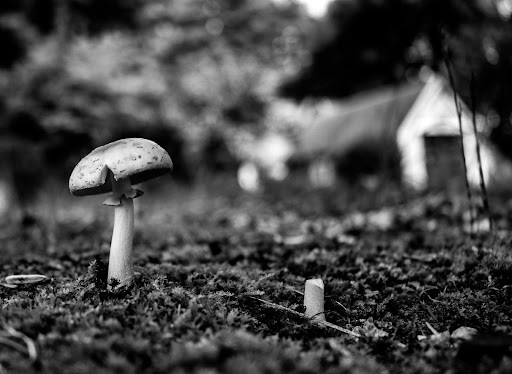 Black and white photo of a close-up of a mushroom with its cap and a blurred house in the background