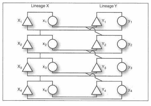 diagram of bilateral cross-cousin marriage