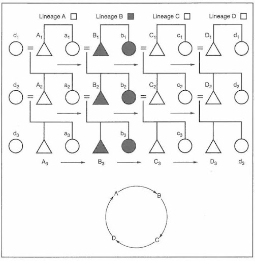 diagram of matrilateral cross-cousin marriage with lineage A, B, C, and D.