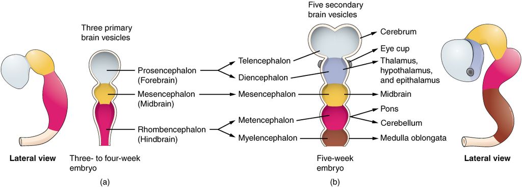 Diagrama de vesícula cerebral.