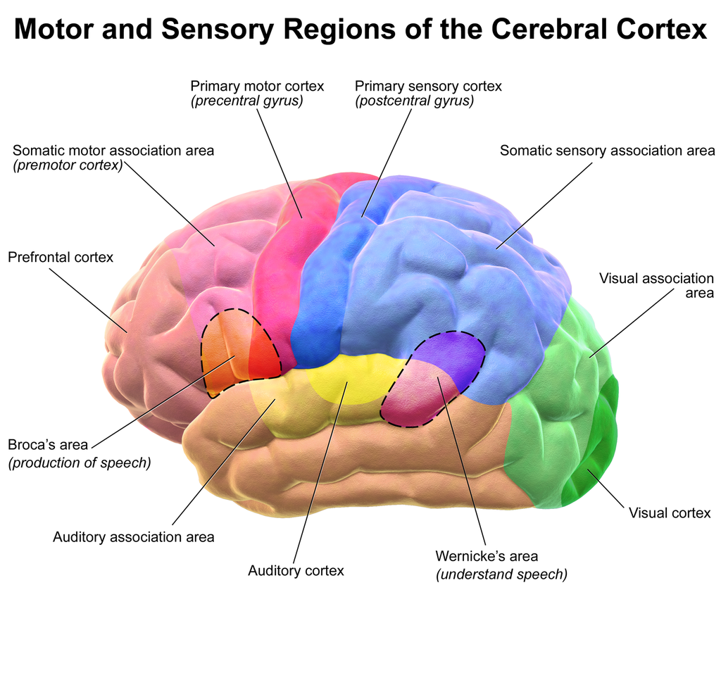 Esta imagen representa las regiones motoras y sensoriales de la corteza cerebral diferenciadas por color.