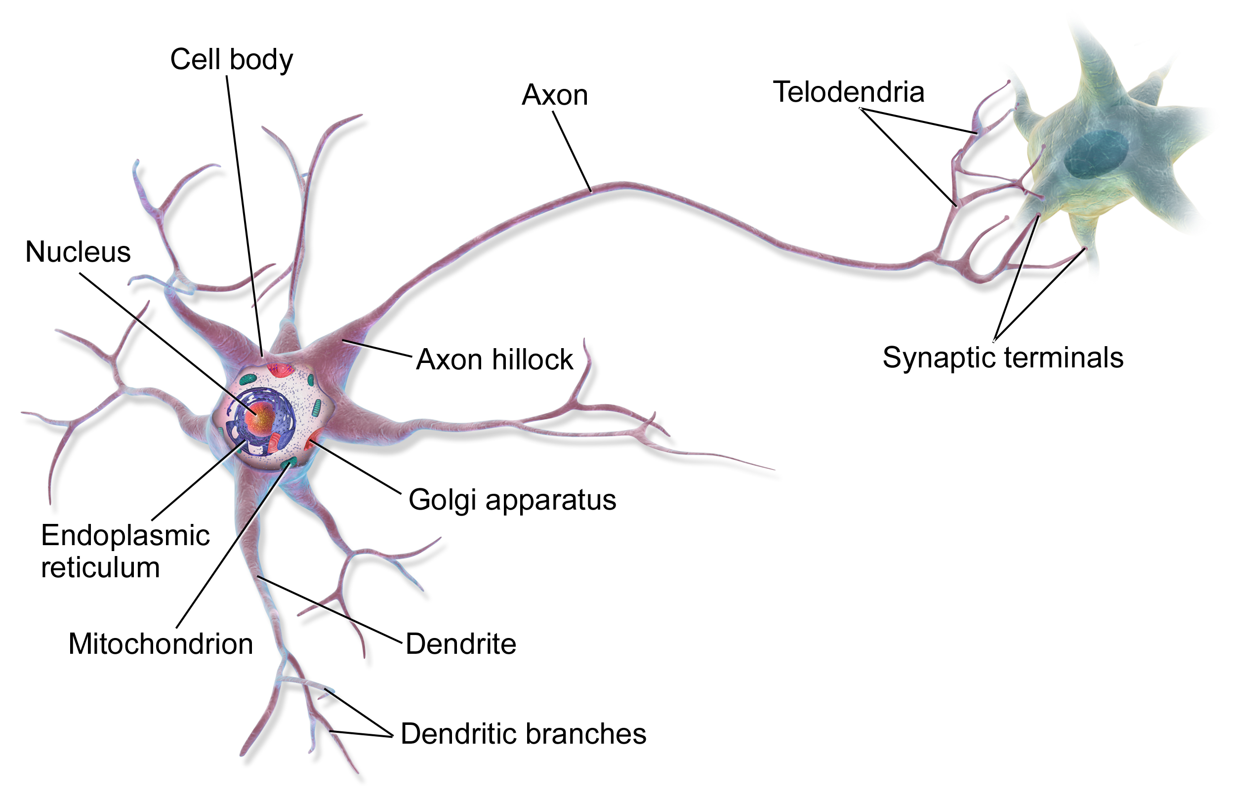 Esta imagen es una representación de una neurona. Son células especiales del cerebro y están formadas por tres partes: un axón, el cuerpo celular y múltiples dendritas.