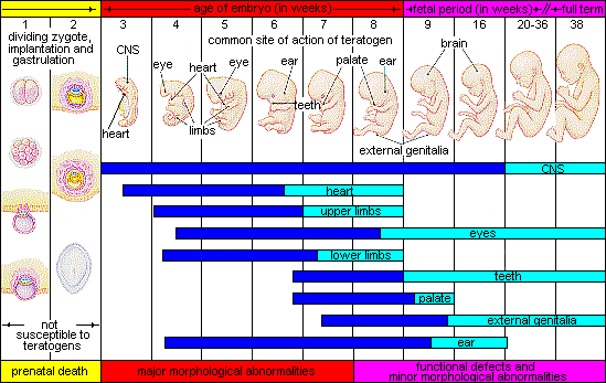 Cuadro de teratógenos y cronología de sus efectos sobre el desarrollo prenatal.