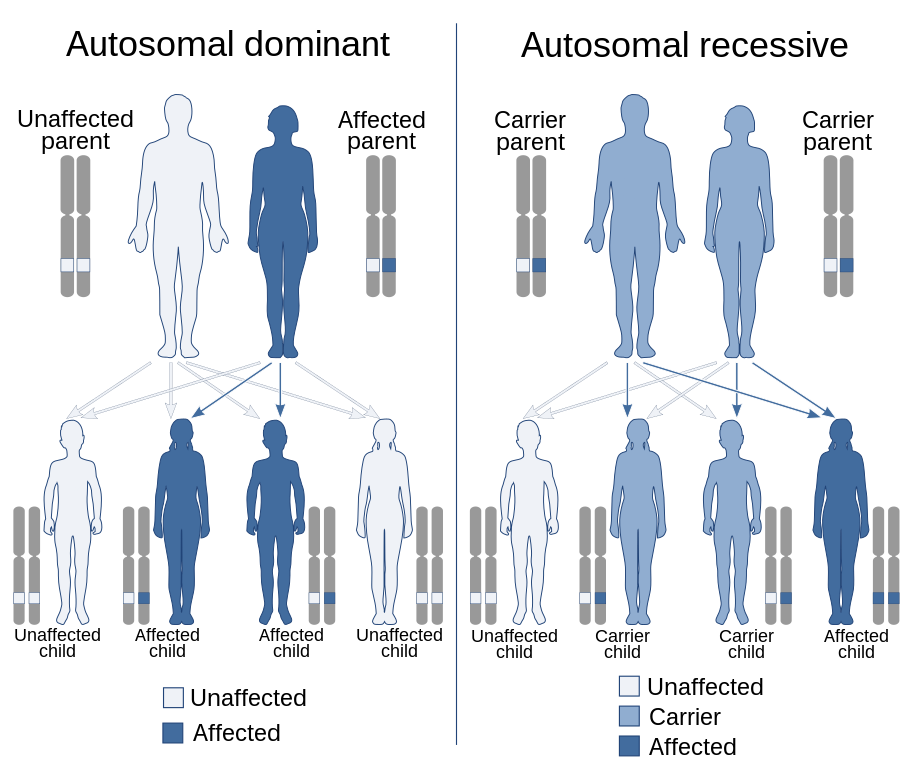 Diagrama de genes autosómicos dominantes versus recesivos.