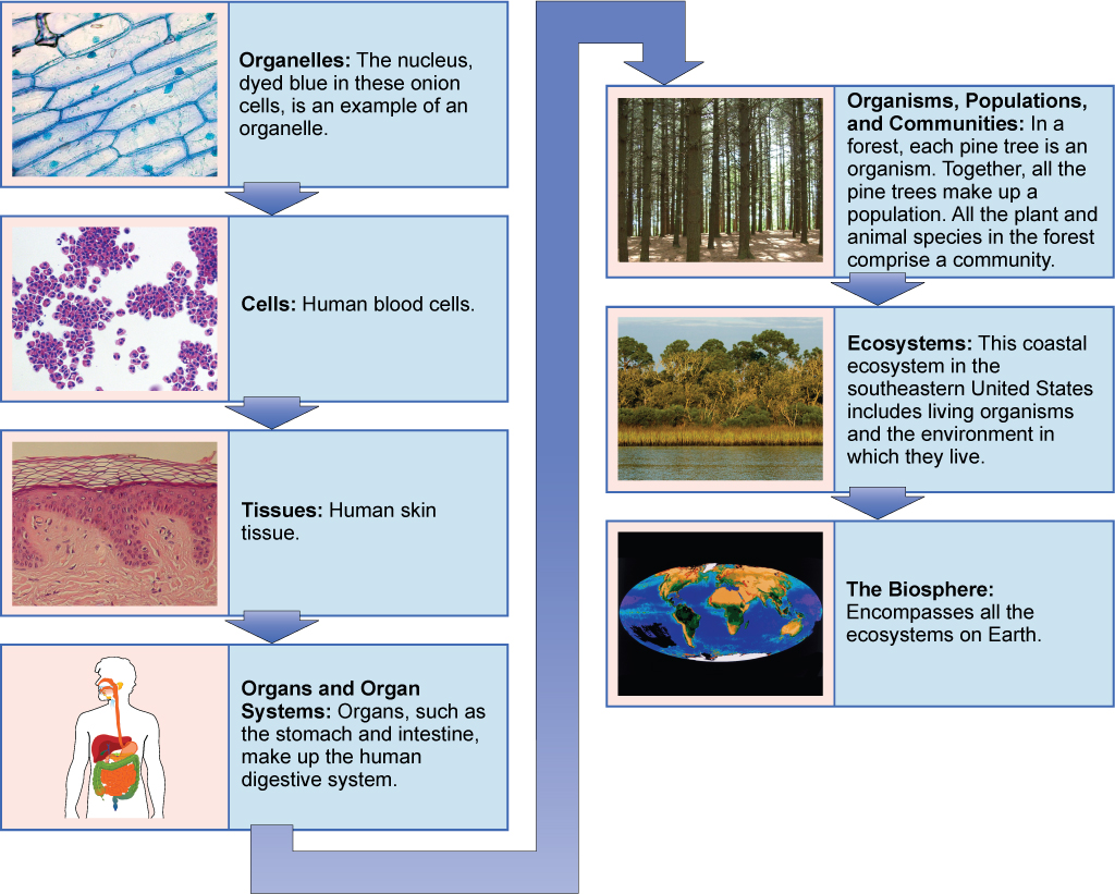 The biological levels of the organization of living things are shown. From a single organelle to the entire biosphere, living organisms are parts of a highly structured hierarchy. (credit “organelles”: modification of work by Umberto Salvagnin; credit “cells”: modification of work by Bruce Wetzel, Harry Schaefer/ National Cancer Institute; credit “tissues”: modification of work by Kilbad; Fama Clamosa; Mikael Häggström; credit “organs”: modification of work by Mariana Ruiz Villareal; credit “organisms”