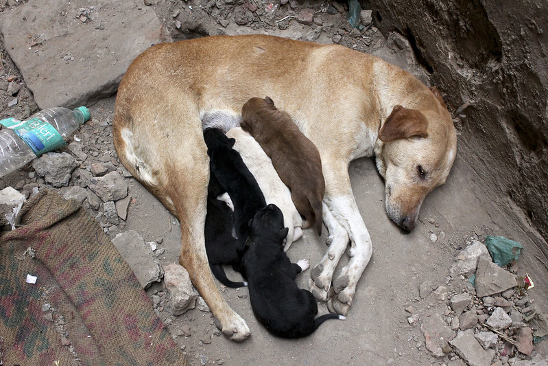 Although no two look alike, these puppies have inherited genes from both parents and share many of the same characteristics.