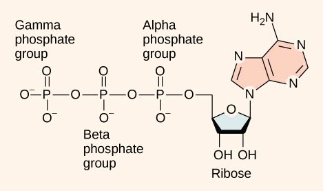 The molecular structure of adenosine triphosphate is shown. Three phosphate groups are attached to a ribose sugar. Adenine is also attached to the ribose.