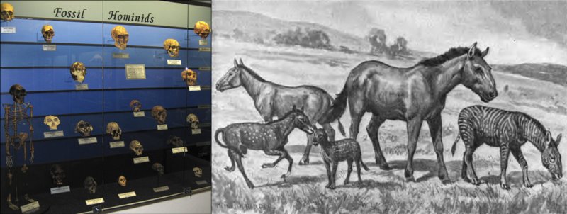 On the left, 21 human-like skulls and 1 full human-like skeleton are displayed in a museum glass case. On the right, an illustration of horse-like and zebra-like animals in a field.