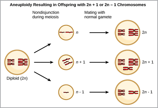 Aneuploidy results when chromosomes fail to separate correctly during meiosis. As a result, one gamete has one too many chromosomes (n +1), and the other has one too few (n – 1). When the n + 1 gamete fuses with a normal gamete, the resulting zygote has 2n + 1 chromosomes. When the n – 1 gamete fuses with a normal gamete, the resulting zygote has 2n -1 chromosomes.