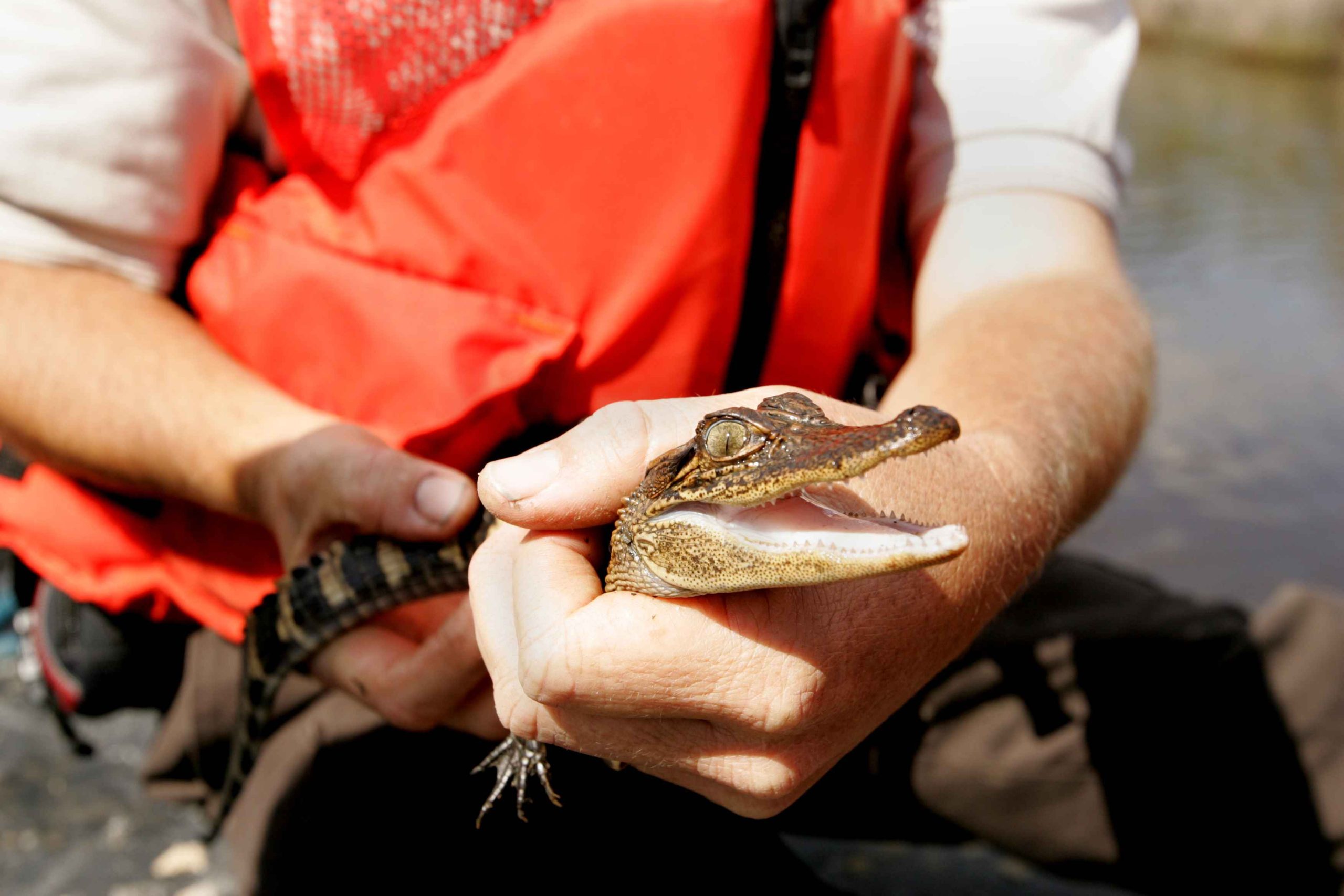 Photo of baby alligator seems happy.