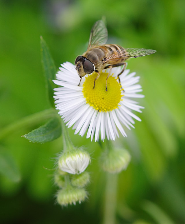 Close up photo of a bee and white flower.