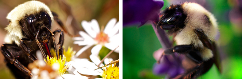 Photos A and B show virtually identical looking insects.