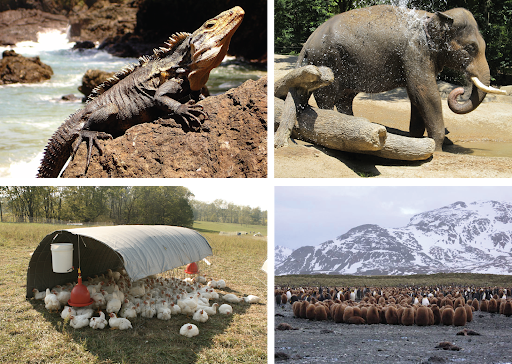 Top left, iguana basking in the sun on a rock; top right, elephant spraying itself with water; bottom left, free-range chickens all sitting in the shade under a tarp in a field; bottom right, penguin chicks huddling together for warmth.