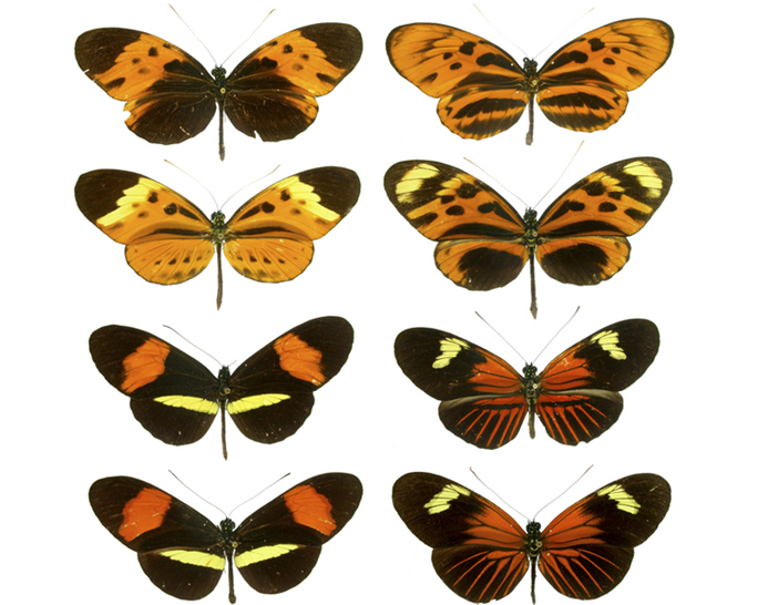 Photos show four pairs of butterflies that are virtually identical to one another in color and banding pattern.