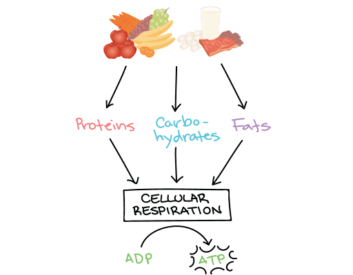 A diagram shows a drawing of various foods at the top. Three arrows point from the drawings of the food to the words Proteins, Carbohydrates, and Fats. An arrow leads from each of these words to a box labeled Cellular respiration. Below the box, a curved arrow points from the top of the word A D P to the top of the word A T P.