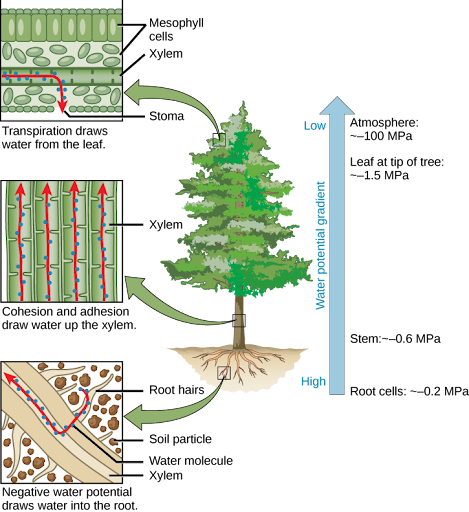 Illustration shows a pine tree. A blowup of the root indicates that negative water potential draws water from the soil into the root hairs, then into the root xylem. A blowup of the trunk indicates that cohesion and adhesion draws water up the xylem. A blowup of a leaf shows that transpiration draws water from the leaf through the stoma. Next to the tree is an arrow showing water potential, which is low at the roots and high in the leaves. The water potential varies from ~–0.2 MPA in the root cells to ~–0.6 MPa in the stem and from ~–1.5 MPa in the highest leaves, to ~–100 MPa in the atmosphere