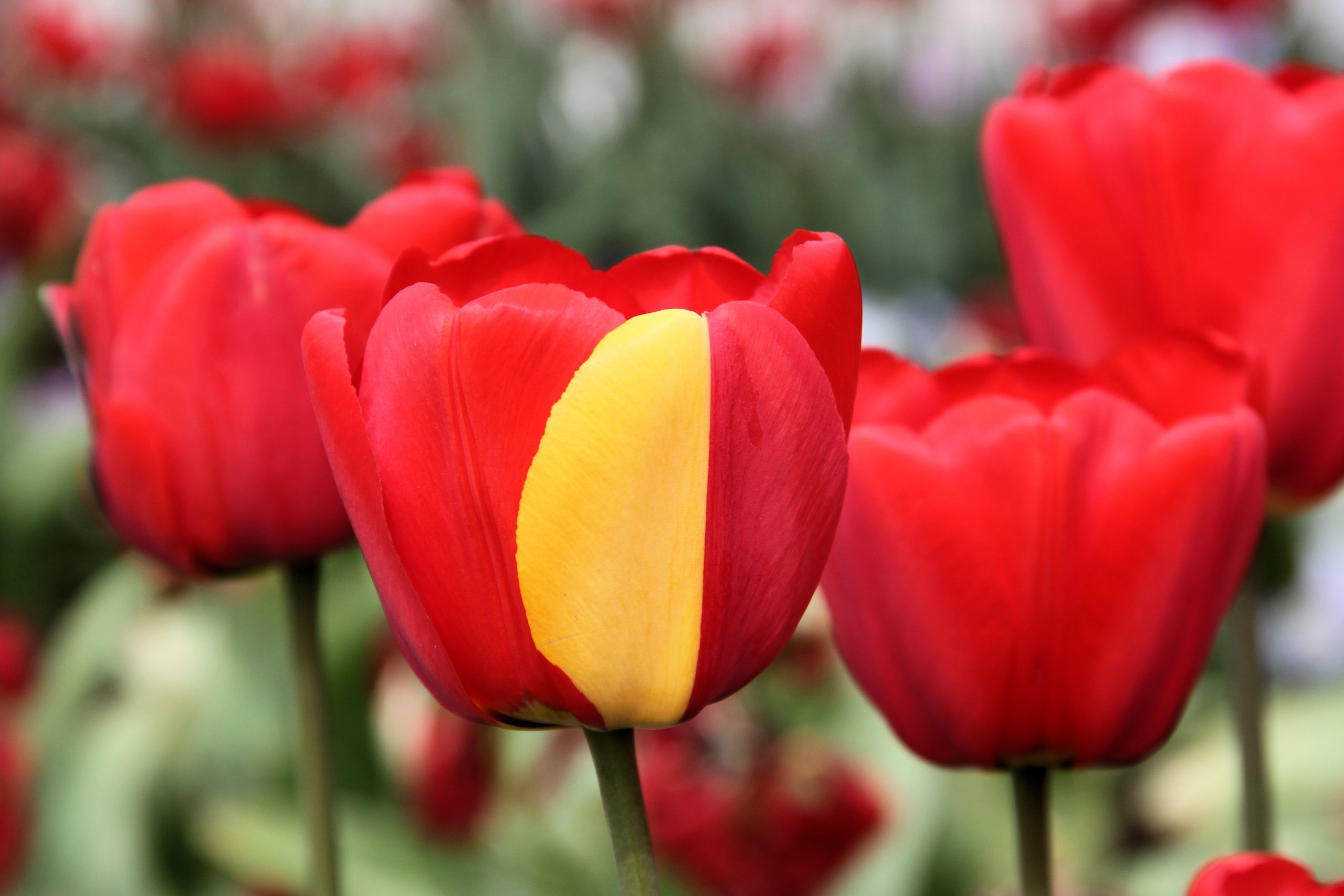 A red Darwin hybrid tulip "Apeldoorn" with a mutation resulting in half of one petal being yellow. Deutsch: Eine rote Darwin-Hybrid-Tulpe "Apeldoorn" mit einer Mutation. Diese führte dazu, dass die Hälfte eines Blütenblatts gelb ist.