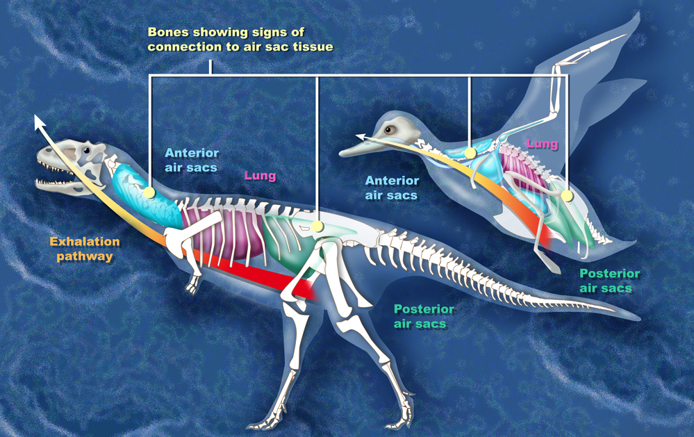 The present scientific consensus is that birds are a group of maniraptoran theropod dinosaurs that originated during the Mesozoic Era. Birds and extinct non-avian dinosaurs share many unique skeletal traits. Moreover, fossils of more than thirty species of non-avian dinosaur with preserved feathers have been collected.