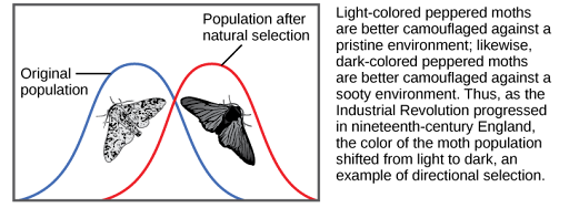 Shows moth color as an example of directional selection. Light-colored pepper moths are better camouflaged against a pristine environment, while dark-colored peppered moths are better camouflaged against a sooty environment. Thus, as the Industrial Revolution progressed in nineteenth-century England, the color of the moth population shifted from light to dark, an example of directional selection. A bell curve representing the original population and one representing the population after natural selection only slightly overlap.