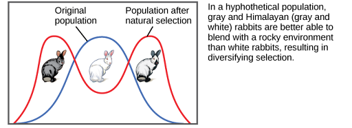 Shows rabbit coat color as an example of diversifying selection. In this hypothetical example, gray and Himalayan (gray and white) rabbits are better able to blend into their rocky environment than white ones. The original population is represented by a bell curve in which white is the most common coat color, while gray and Himalayan colors, on the right and left flank of the curve, are less common. After natural selection, the bell curve splits into two peaks, indicating gray and Himalayan coat color have become more common than the intermediate white coat color.