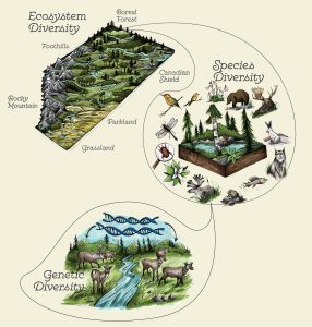 Three illustrations of ecosystem diversity, species diversity, and genetic diversity.