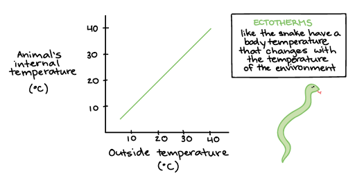 A graph of a snake's internal temperature across different outside temperatures.X axis: outside temperature in degrees Celsius, 0 to 40 degrees Y- axis: animal's internal temperature in degrees Celsius, 0 to 40 degrees The snake's body temperature varies with external temperature, creating a line with a slope of one between about 5 degrees Celsius and 42 degrees Celsius. A snake is an ectotherm; it's body temperature changes with the temperature of its environment.