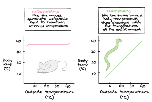 Diagram (Left) A graph of a mouse's internal temperature across different outside temperatures. X axis: outside temperature in degrees Celsius, 0 to 40 degrees Y axis: animal's internal temperature in degrees Celsius, 0 to 40 degrees The mouse's body temperature stays close to 37 degrees Celsius across a range of temperatures approximately 5 degrees Celsius to 42 degrees celsius, with a downturn below 5 degrees Celsius and an upturn above 42 degrees Celsius. That is, it is a straight horizontal line at 37 degrees Celsius for most of the external temperature range. A mouse is an endotherm; it generates metabolic heat to maintain internal body temperature. (Right) A graph of a snake's internal temperature across different outside temperatures. X axis: outside temperature in degrees Celsius, 0 to 40 degrees Y- axis: animal's internal temperature in degrees Celsius, 0 to 40 degrees The snake's body temperature varies with external temperature, creating a line with a slope of one between about 5 degrees Celsius and 42 degrees Celsius. A snake is an ectotherm; it's body temperature changes with the temperature of its environment.