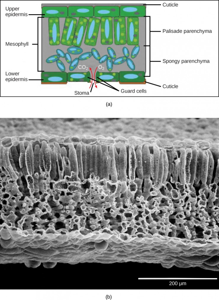 Part A is a leaf cross section illustration. A flat layer of rectangular cells make up the upper and lower epidermis. A cuticle layer protects the outside of both epidermal layers. A stomatal pore in the lower epidermis allows carbon dioxide to enter and oxygen to leave. Oval guard cells surround the pore. Sandwiched between the upper and lower epidermis is the mesophyll. The upper part of the mesophyll is comprised of columnar cells called palisade parenchyma. The lower part of the mesophyll is made up of loosely packed spongy parenchyma. Part B is a scanning electron micrograph of a leaf in which all the layers described above are visible. Palisade cells are about 50 microns tall and 10 microns wide and are covered with tiny bumps, which are the chloroplasts. Spongy cells smaller and irregularly shaped. Several large bumps about 20 microns across project from the lower surface of the leaf.