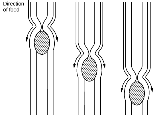 Three illustrations showing stages of food passing down the esophagus