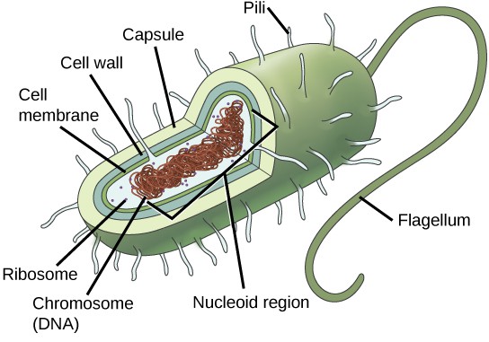 Illustration of a cell with the top left quarter missing to expose the inner section.