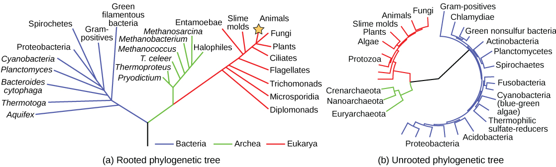 Both of these phylogenetic trees shows the relationship of the three domains of life—Bacteria, Archaea, and Eukarya—but the (a) rooted tree attempts to identify when various species diverged from a common ancestor while the (b) unrooted tree does not.