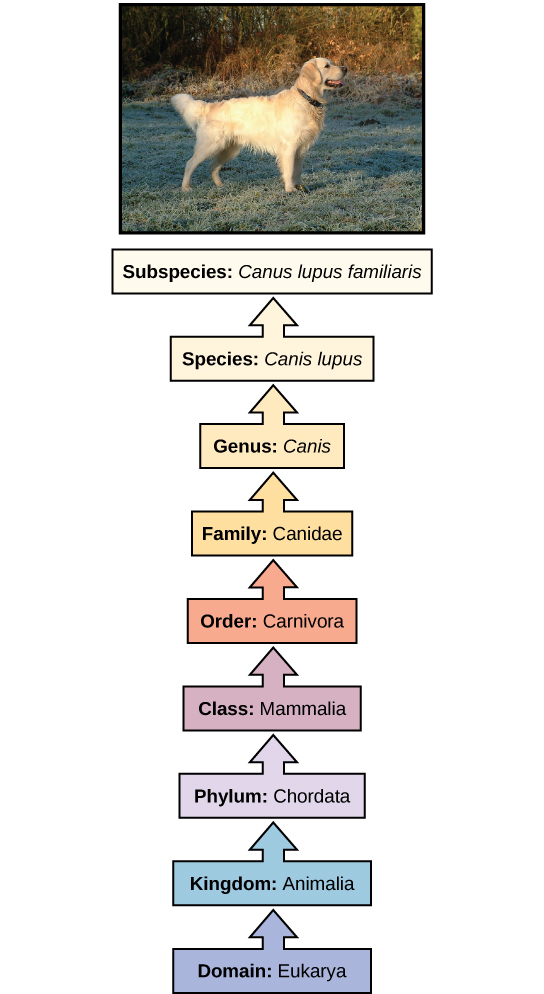 The taxonomic classification system uses a hierarchical model to organize living organisms into increasingly specific categories. The common dog, Canis lupus familiaris, is a subspecies of Canis lupus, which also includes the wolf and dingo.