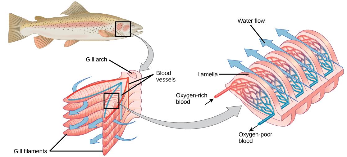 The illustration shows a fish, with a box indicating the location of the gills, behind the head. A close-up image shows the gills, each of which resembles a feathery worm. Two stacks of gills attach to a structure called a columnar gill arch, forming a tall V. Water travels in from the outside of the V, between each gill, then travels out of the top of the V. Veins travel into the gill from the base of the gill arch, and arteries travel back out on the opposite side. A close-up image of a single gill show