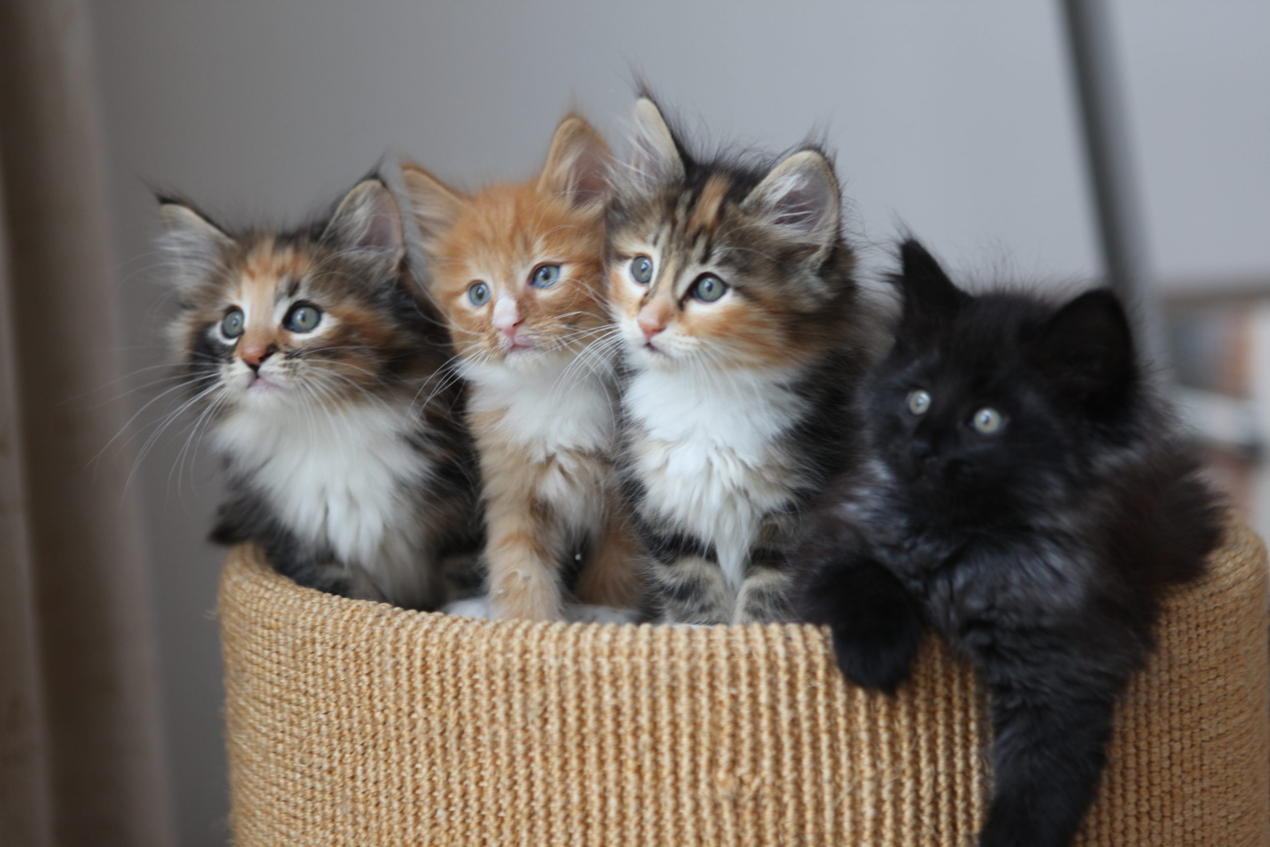 Phote of 4 kittens in a basket.