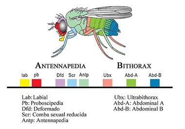 Complejos homeóticos en Drosophila melanogaster y genes que contienen.