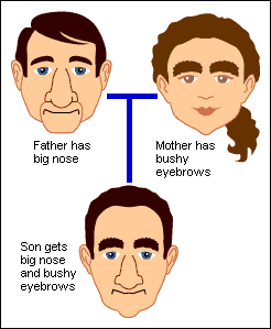 Illustration of father with big nose and mother has bushy eyebrows. Son gets big nose and bushy eyebrows.